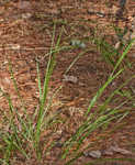 Beaked panicgrass